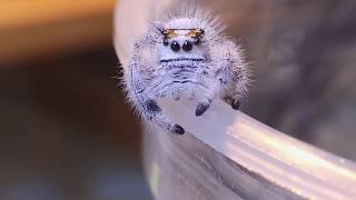 How to Keep the cutest spiders ever Phidippus regius [upl. by Aidole]