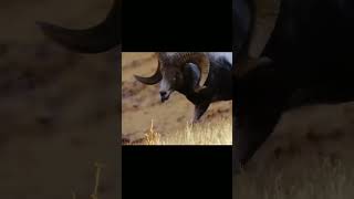 The mouflon is a nimble mountain acrobat shorts [upl. by Afinom]