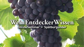 🍇 Spätburgunder – WeinEntdeckerWissen OnlineSeminar 🍇 [upl. by Nesnar]