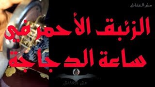 الزئبق الأحمر في ساعة الدجاجة [upl. by Mirisola]