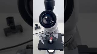 Ham magnified 400 times is Surprisingshorts fyp science microscope shortsvideo [upl. by Assetan157]