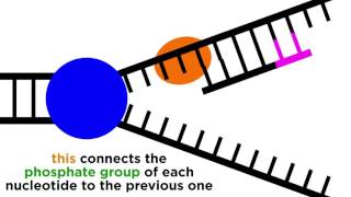 DNA Replication Copying the Molecule of Life [upl. by Emaj]