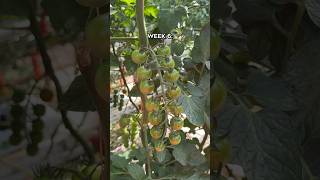 Onze honingtomaten van week 1 tot week 9 🍅 looye tomaten honingtomaten [upl. by Areemas128]