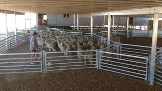 Sheep Yards Pingelly WA [upl. by Symer]