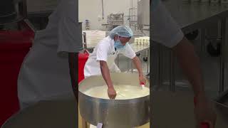 Curd stretching on a Wednesday cheeseproduction youtubeshorts [upl. by Lockhart]