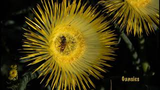 The amazing Flowers of Namaqualand [upl. by Rima241]