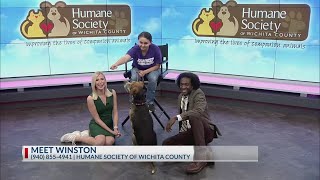 Meet Winston from the Humane Society of Wichita County [upl. by Deva]