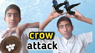 Crow Attack With Danger please help [upl. by Winther303]