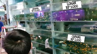 LENGKAP HARGA IKAN HIAS Di TUKANG TOKO IKAN [upl. by Airetnuhs]