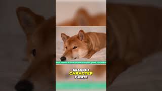 Descubre la Fascinante Historia del Shiba Inu [upl. by Gaut692]