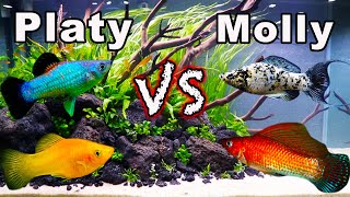 Platy vs Molly Fish Consider These Aspects BEFORE You Buy [upl. by Peednus]