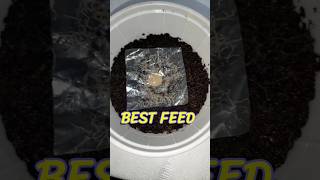 Grindal worm culture for sell  A Quick Guide viralvideo shorts livefeed [upl. by Penny]