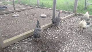 Araucana Chickens  Breeding Pen 2 Closer look at the birds [upl. by Ansel]