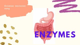 Enzymes revision song [upl. by Nabila]