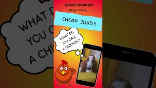 Cheap Chicken joke from Basset Hounds daily comedy Hilarious 🤣😂 [upl. by Adnomar]