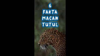 6 Fakata Macan Tutul [upl. by Sixele805]