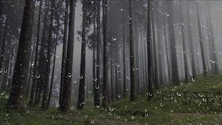 4 Stunden Regen Gewitter und Donner im Wald  Regengeräusche zum Einschlafen und Entspannung [upl. by Howland]