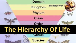 Introduction to Insect Taxonomy and Insect Identification  Part 1  Taxonomic Ranks [upl. by Ailime720]