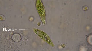 Euglena  The Flagellate [upl. by Amikahs890]