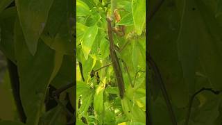 Praying Mantis In The Basil  Be Aware farmlife garden growyourownfood prayingmantis basil diy [upl. by Borek]