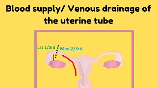 Blood supply and venous drainage of the uterine tube [upl. by Adar]