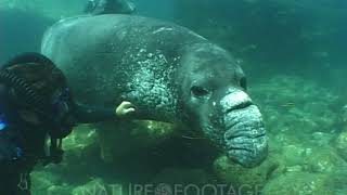 Northern Elephant Seal Mirounga Angustirostris Diving Playing With Diver [upl. by Dasie289]