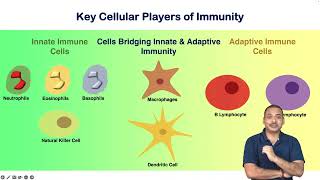 Introduction to the adaptive Immunity [upl. by Huntley]