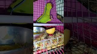 mitthu pyareparroting parrot parrottalking parrotlover [upl. by Nnaarat]