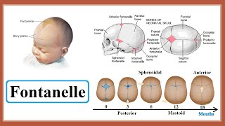 fontanelle [upl. by Riem76]