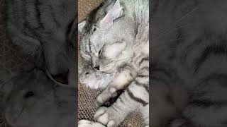 Cat drooling mouse afraid to sleep catsoftiktok catvideo fyp cat cute funnycat [upl. by Fuhrman]