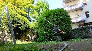 Kirschlorbeer schneiden Prunus laurocerasus  Pruning a cherry laurel [upl. by Ireva143]