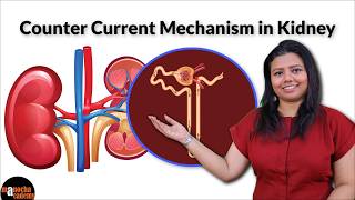 Counter Current Mechanism in Kidney Physiology [upl. by Duwalt393]