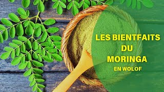 Les bienfaits du Moringa la plante miracle aux mille vertus [upl. by Jit]