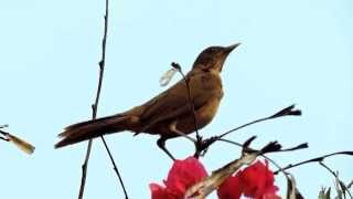 Claycolored Thrush Turdus Grayi  Sensontle Ruiseñor Zorzal [upl. by Aidahs]