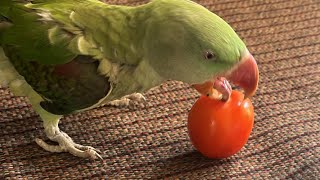 ★SSMM★ is live Tomato 🍅 Parrot 🦜Breakfast Favourite Breakfast 🤗 [upl. by Navoj]