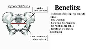 male to female pelvic structure  booster gynecoid pelvis [upl. by Otaner106]