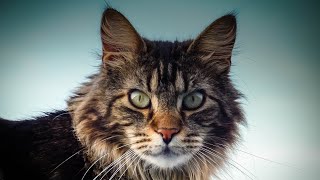 The 30 Best Names for Your Maine Coon Cat 🐾 [upl. by Ydnes50]