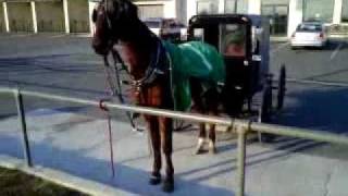 The Amish Car Wash Horse of Intercourse PA Axis Video [upl. by Einneg383]