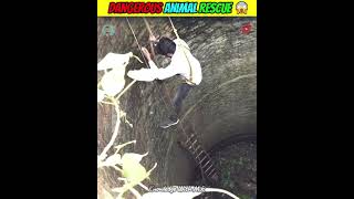 Dangerous Animal Rescue 😱 Murliwale Hausla  shorts short animalrescue [upl. by Adim]