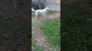 White Stray dog in evening  Mountain Village Nature Buddies uk ytshorts viralvideo viralshorts [upl. by Columbus]