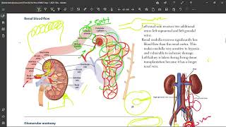 8 Renal Blood Flow [upl. by Goggin]