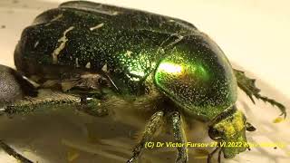 LIVE INSECTS Micro Nature Beetles Wasps Butterflies Insects Kyiv Ukraine 03072022 [upl. by Eilema71]