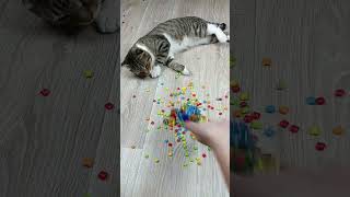 Cat barsik reverse video ASMR cat billi catvideos satisfying [upl. by Sylera]