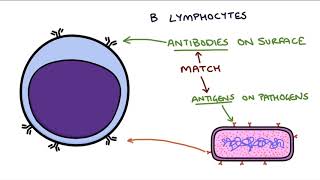 Understanding the Cells of the Immune System [upl. by Ellinehc]