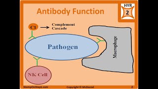 Antibody Structure amp Formation IgG IgA IgE Autoantibodies ANA panca Isotype [upl. by Harrak903]