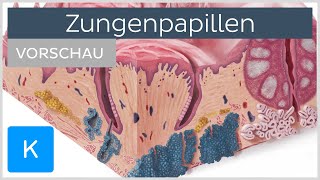 Zungenpapillen Aufbau amp Typen der Geschmackspapillen Vorschau  Kenhub [upl. by Assilana]