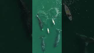 Girl Loses Oar After Seeing Bowhead Whales Underneath [upl. by Warfeld336]