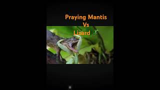 Lizard 🦎 Vs Praying Mantis 🥺 [upl. by Shakti]