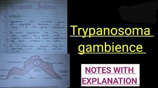 Trypanosoma gambience in hindi trypanosomagambiencenotes zoology bsczoology vbu bbmku skmu du [upl. by Thomajan]