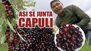 Así se junta CAPULI  en la serranía Ecuatoriana [upl. by Cacilia]